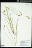 A photograph of the species Carex argyrantha, not of this specimen