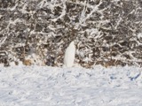 A photograph of the species Ardea alba, not of this specimen