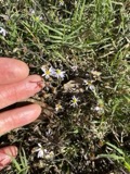 A photograph of the species Aster subulatus, not of this specimen