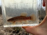 A photograph of the species Umbra limi, not of this specimen