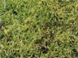A photograph of the species Eurhynchium hians, not of this specimen