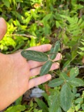 A photograph of the species Desmodium Desv., not of this specimen