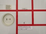 A photograph of the species Amphinemura nigritta, not of this specimen
