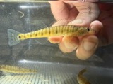 A photograph of the species Percina caprodes, not of this specimen