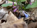 A photograph of the species Mertensia virginica, not of this specimen