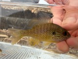 A photograph of the species Lepomis megalotis, not of this specimen