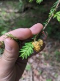 A photograph of the species Melampsora abietis-canadensis, not of this specimen