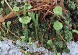 A photograph of the species Cladonia P.Browne, not of this specimen