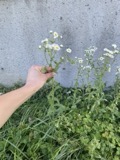 A photograph of the species Erigeron strigosus, not of this specimen
