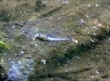A photograph of the species Arigomphus villosipes, not of this specimen