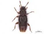 A photograph of the species Euaesthetus iripennis, not of this specimen