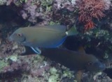 A photograph of the species Acanthurus bahianus, not of this specimen