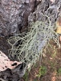 A photograph of the species Usnea ceratina, not of this specimen