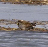 A photograph of the species Porzana carolina, not of this specimen