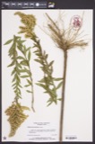 A photograph of the species Solidago elliottii, not of this specimen