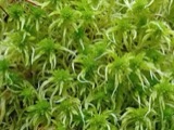 A photograph of the species Sphagnum girgensohnii, not of this specimen