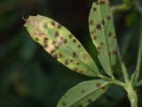 A photograph of the species Pseudopeziza medicaginis, not of this specimen