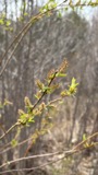 A photograph of the species Salix eriocephala, not of this specimen