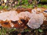 A photograph of the species Rigidoporus crocatus, not of this specimen