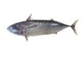 A photograph of the species Auxis thazard, not of this specimen