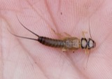 A photograph of the species Clioperla clio, not of this specimen