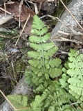A photograph of the species Woodsia obtusa, not of this specimen