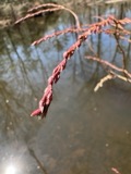 A photograph of the species Eubotrys racemosa, not of this specimen
