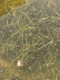 A photograph of the species Potamogeton berchtoldii, not of this specimen