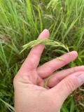 A photograph of the species Bromus ciliatus, not of this specimen
