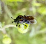 A photograph of the species Ripiphorus fasciatus, not of this specimen