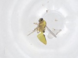 A photograph of the species Dasyhelea Kieffer, not of this specimen