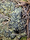 A photograph of the species Mycobilimbia hypnorum, not of this specimen