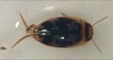 A photograph of the species Heterosternuta wickhami, not of this specimen