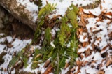 A photograph of the species Polystichum acrostichoides, not of this specimen