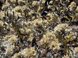 A photograph of the species Pseudognaphalium obtusifolium, not of this specimen