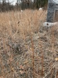 A photograph of the species Schizachyrium scoparium, not of this specimen