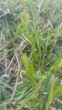 A photograph of the species Genista tinctoria, not of this specimen