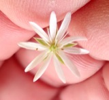 A photograph of the species Stellaria graminea, not of this specimen