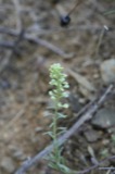 A photograph of the species Alyssum alyssoides, not of this specimen