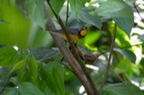 A photograph of the species Cardellina canadensis, not of this specimen