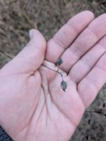 A photograph of the species Baptisia tinctoria, not of this specimen