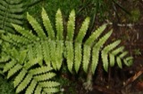 A photograph of the species Phegopteris polypodioides, not of this specimen