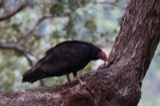 A photograph of the species Cathartes aura, not of this specimen