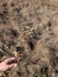 A photograph of the species Chelone glabra, not of this specimen