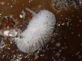 A photograph of the species Adalaria proxima, not of this specimen