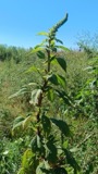 A photograph of the species Amaranthus hybridus, not of this specimen