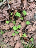 A photograph of the species Geranium molle, not of this specimen