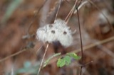 A photograph of the species Clematis virginiana, not of this specimen