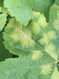 A photograph of the species Plasmopara viticola, not of this specimen