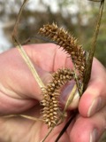 A photograph of the species Carex utriculata, not of this specimen